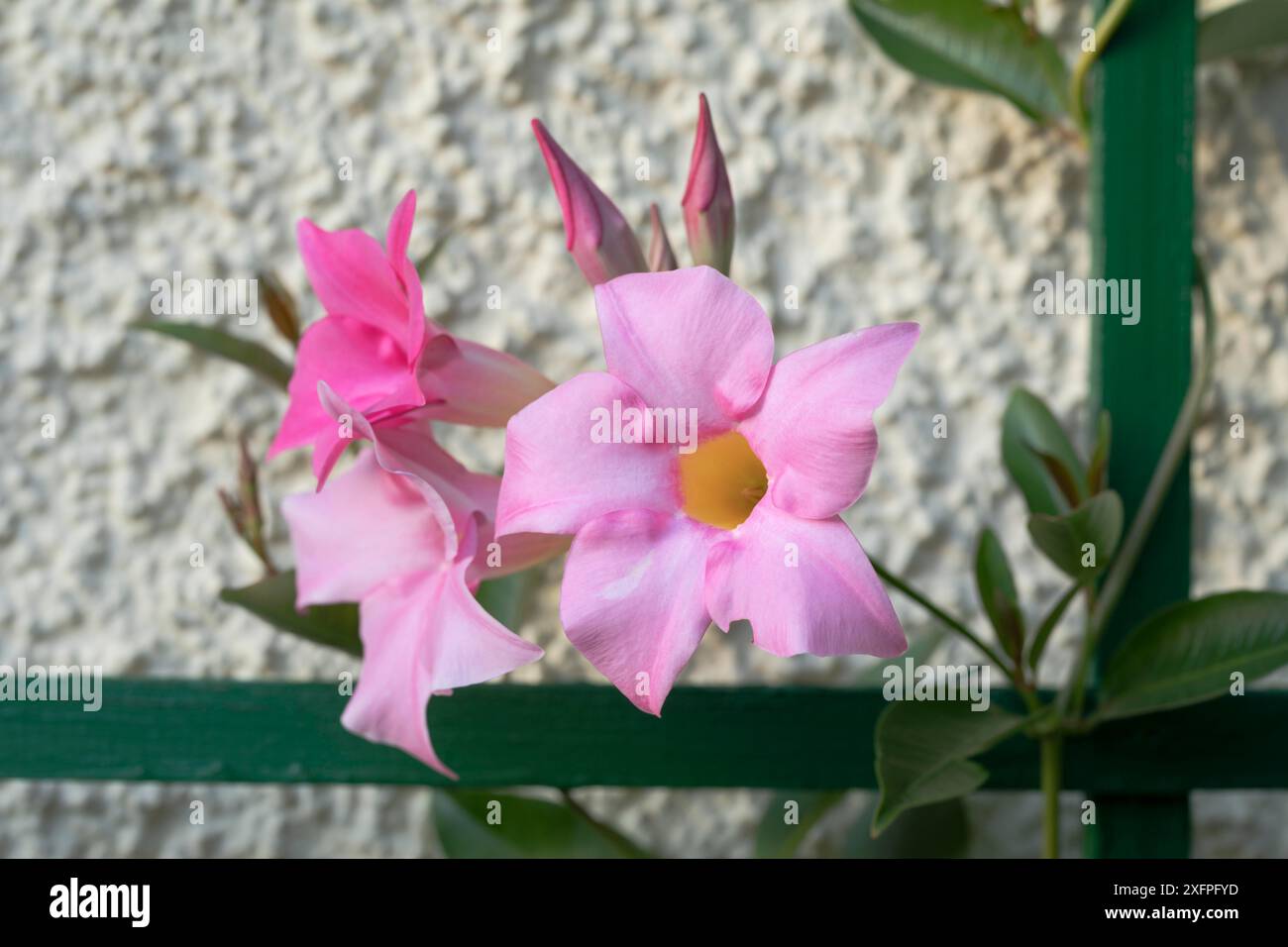 Rosa Dipladenia (Mandevilla) on green climbing support Stock Photo