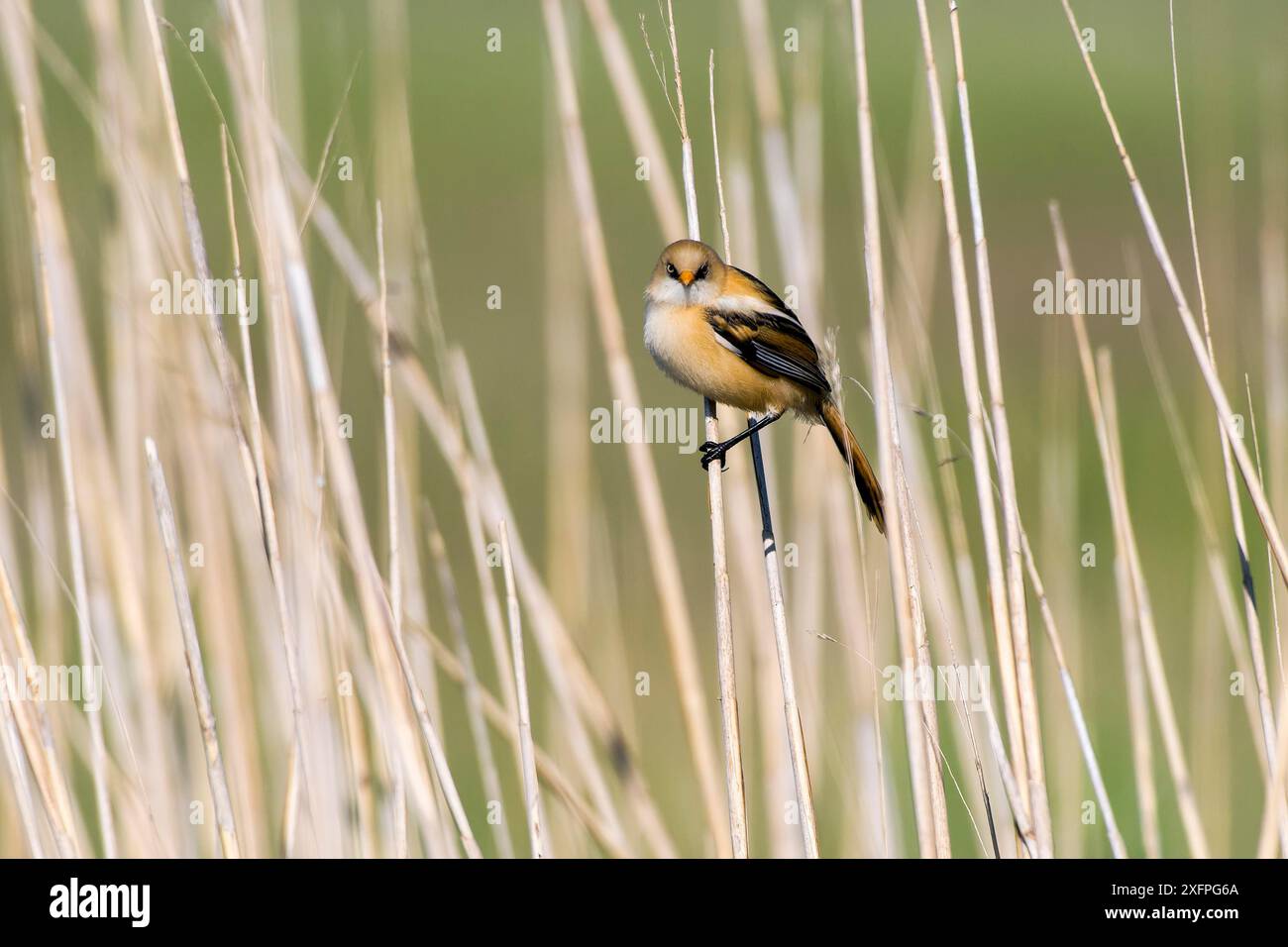 Bearded reedling (Panurus biarmicus) juvenile male. bearded reedling ...