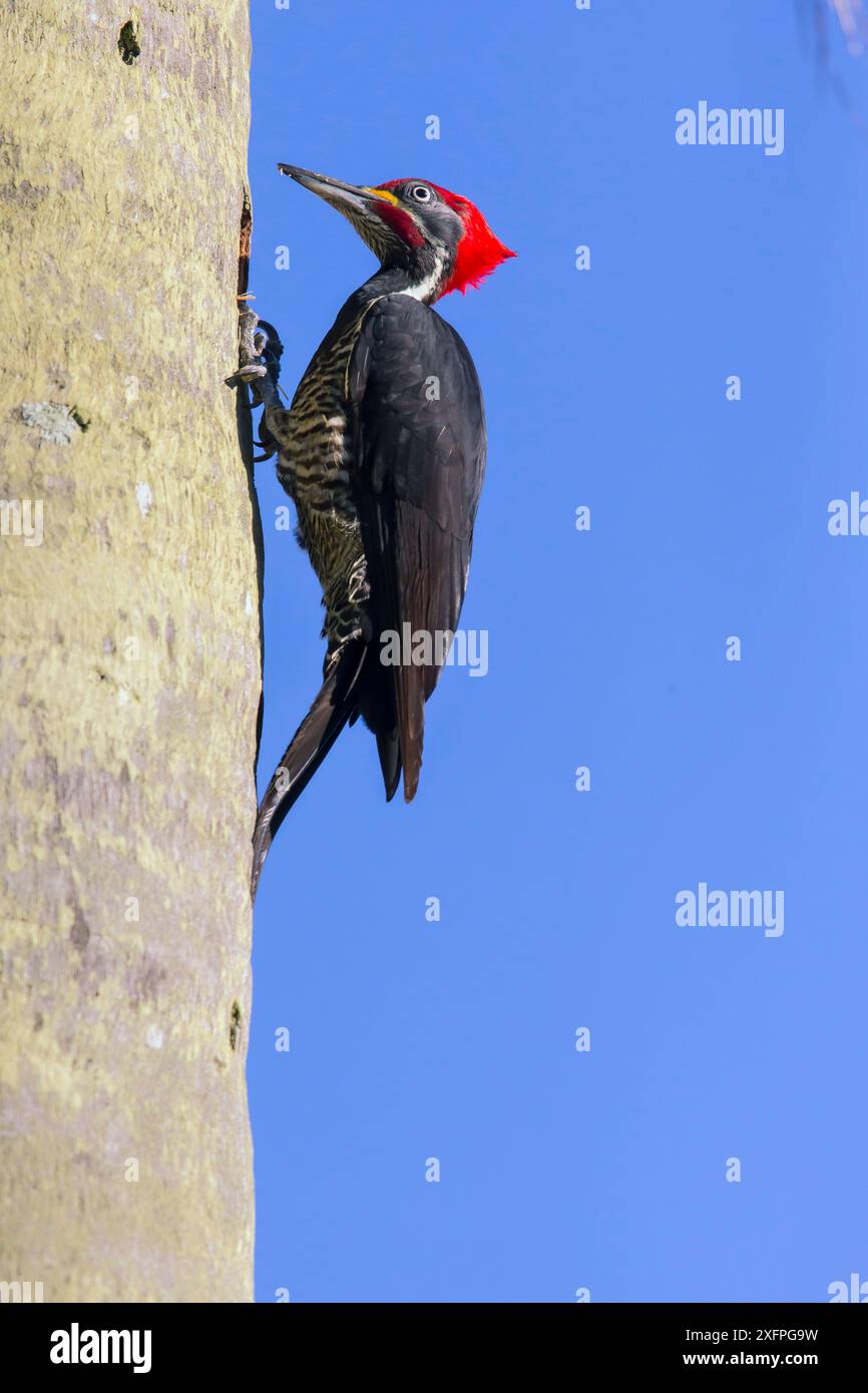 Linadted Lineated Woodpecker (Dryocopus lineatus) Pantanal, Brazil Stock Photo ...