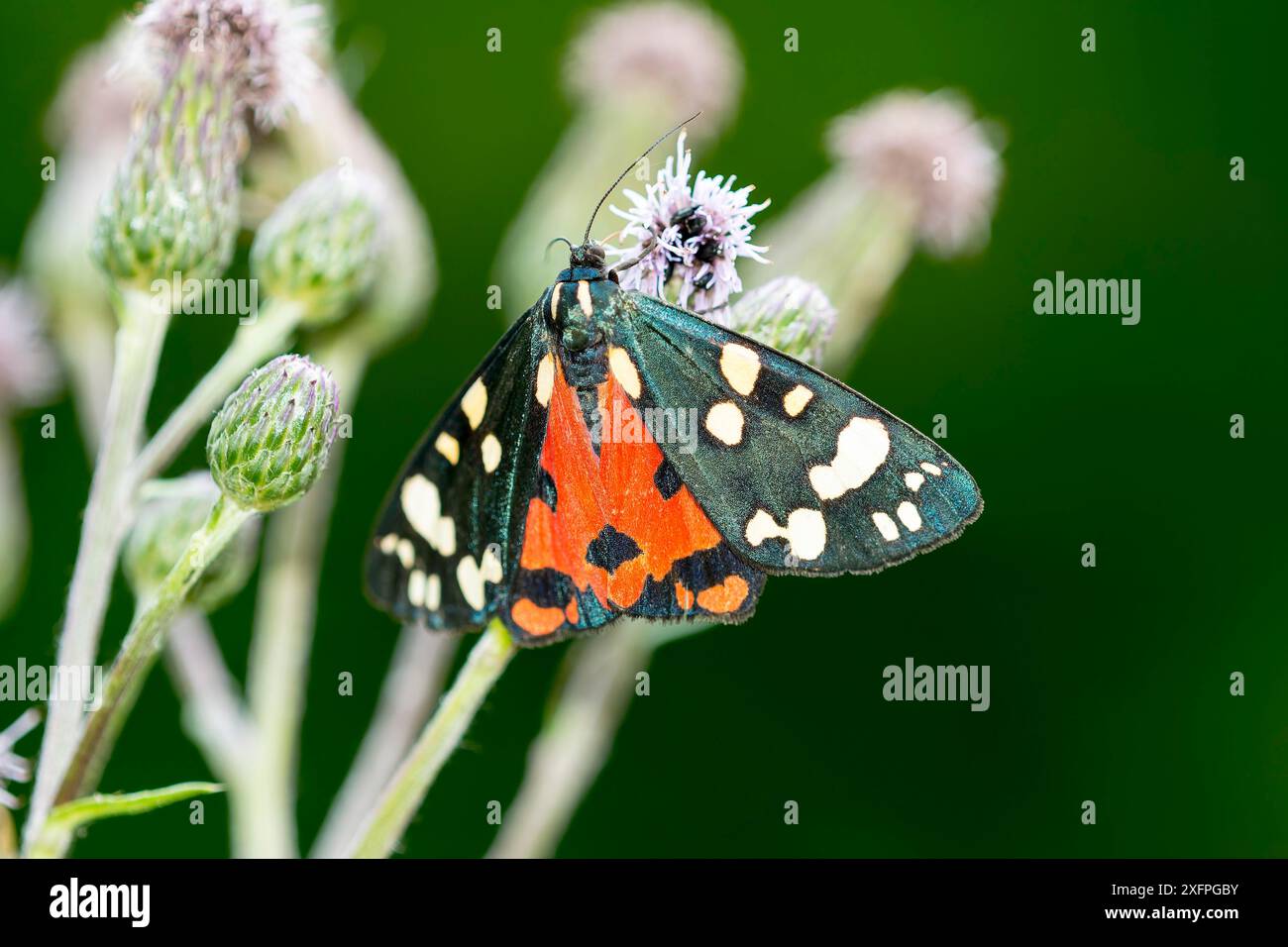Scarlet Tiger Moth Callimorpha Dominula Scarlet Tiger Moth On A scarlet-tiger-moth-callimorpha-dominula-scarlet-tiger-moth-on-a