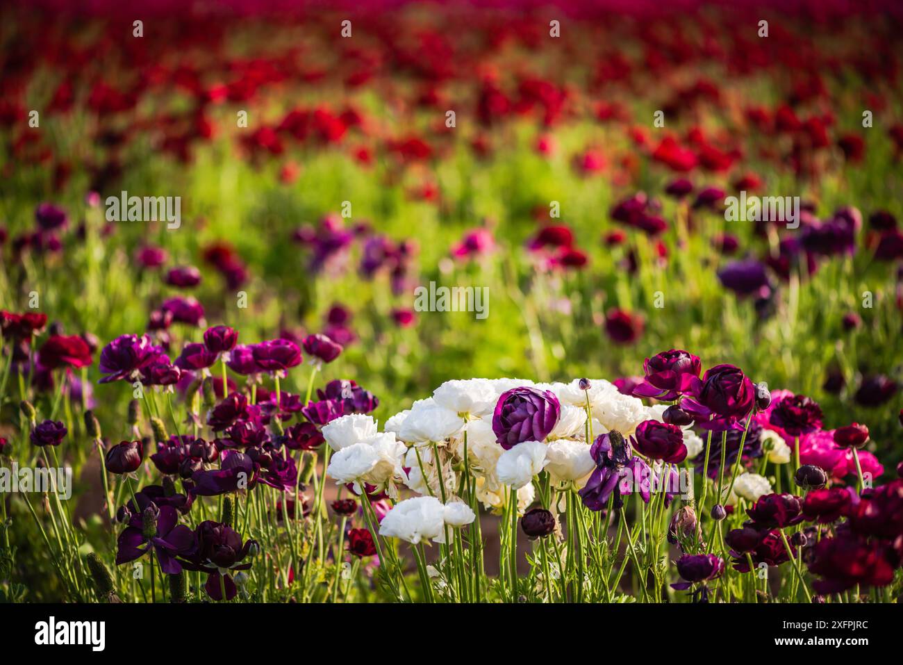 White and dark purple rununculus at the Flower Fields of Carlsbad. Stock Photo