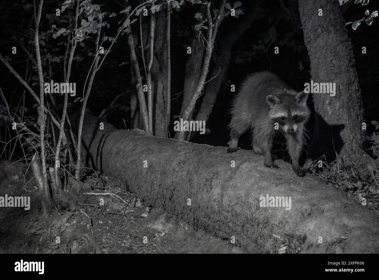 Species Racoon Racoon (Procyon lotor) male at night, infra red image, France ...