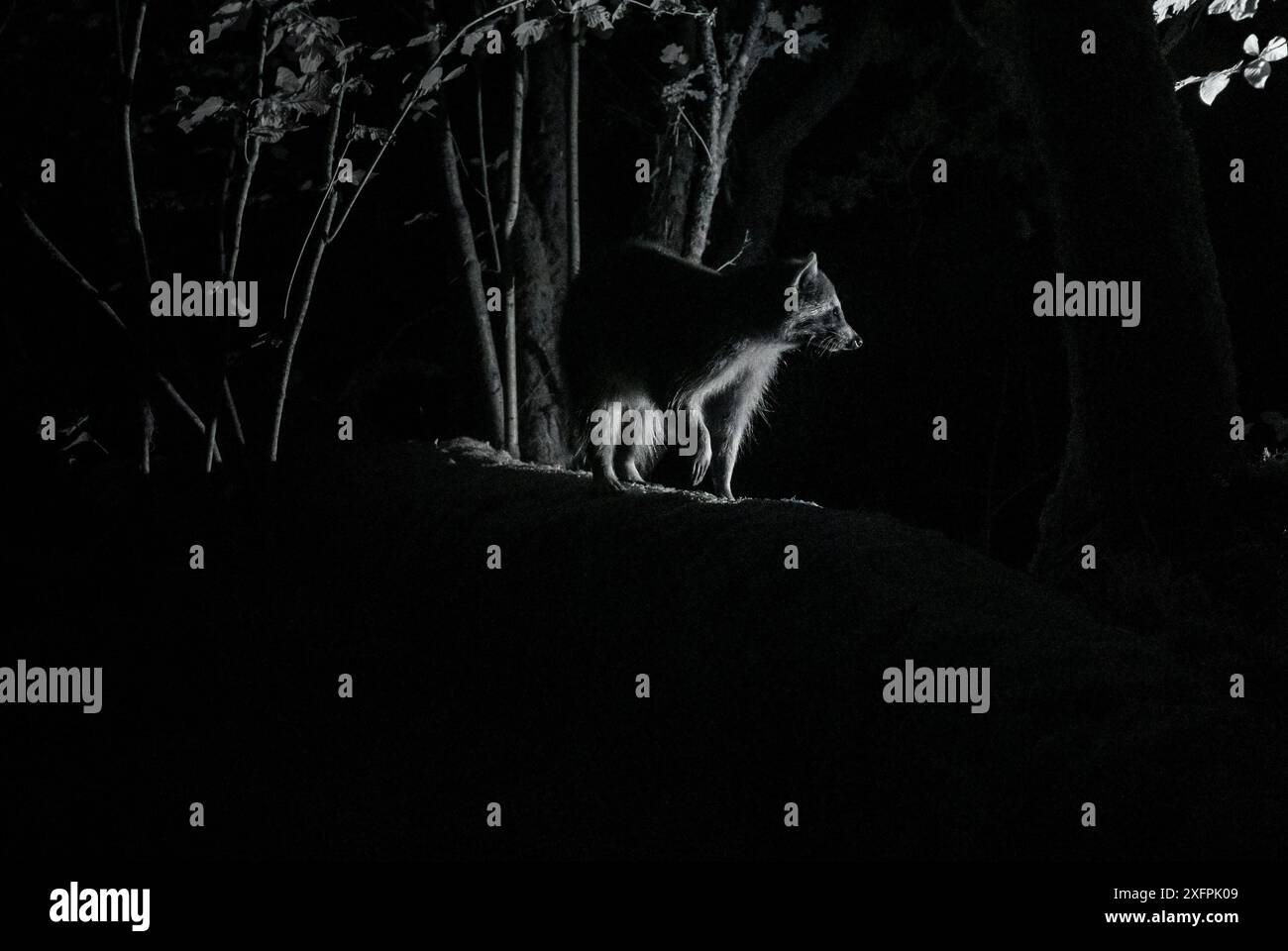 Species Racoon Racoon (Procyon lotor) male at night, infra red image, France ...