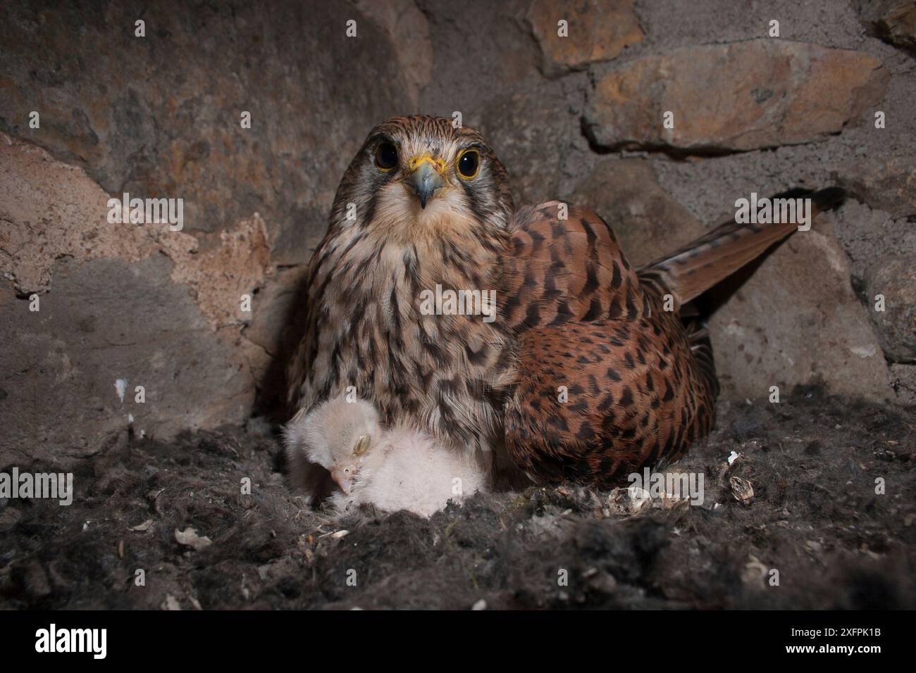 female-kestrel-falco-tunninculus-incubating-chicks-in-nest-france