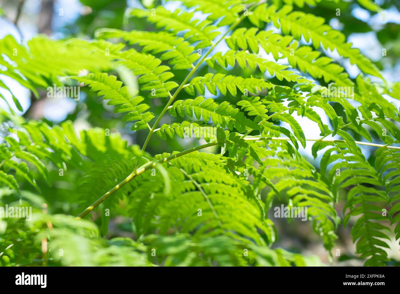 Looking up lush fern canopy hi-res stock photography and images - Alamy