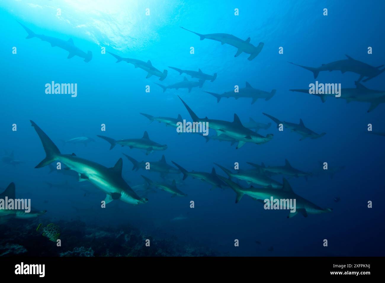 Schooling Scalloped hammerhead sharks (Sphyrna lewini) Malpelo Island