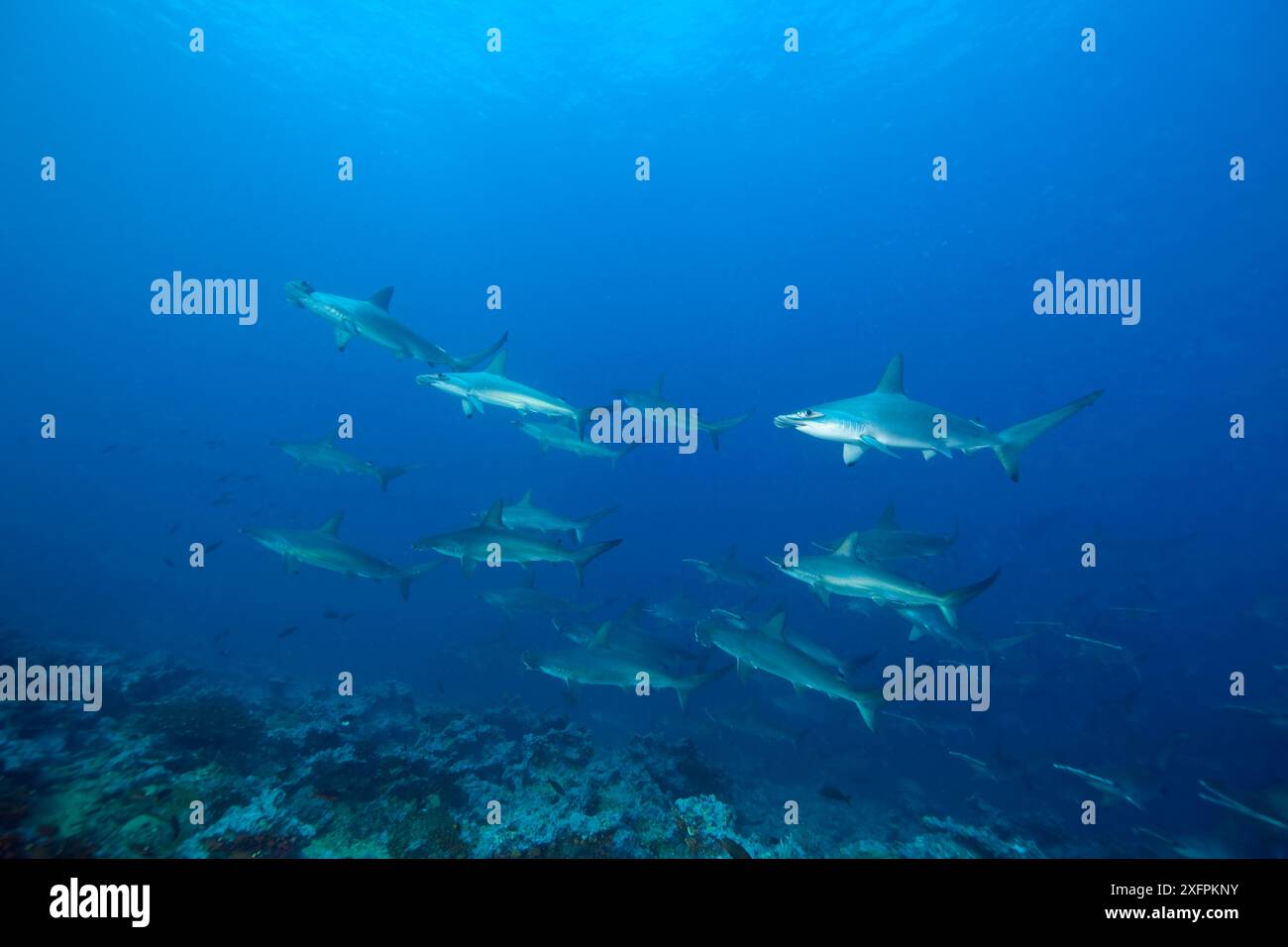 Schooling Scalloped hammerhead sharks (Sphyrna lewini) Malpelo Island