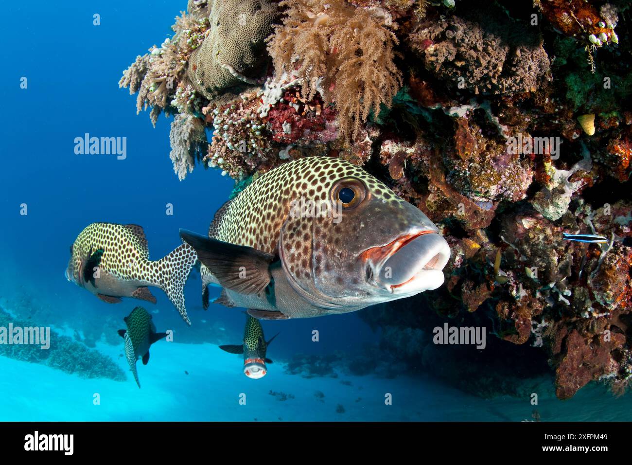 Many-spotted sweetlips (Plectorhinchus chaetodonoides) Tubbataha Reef Natural Park, UNESCO World Heritage Site,  Sulu Sea, Cagayancillo, Palawan, Philippines Stock Photo