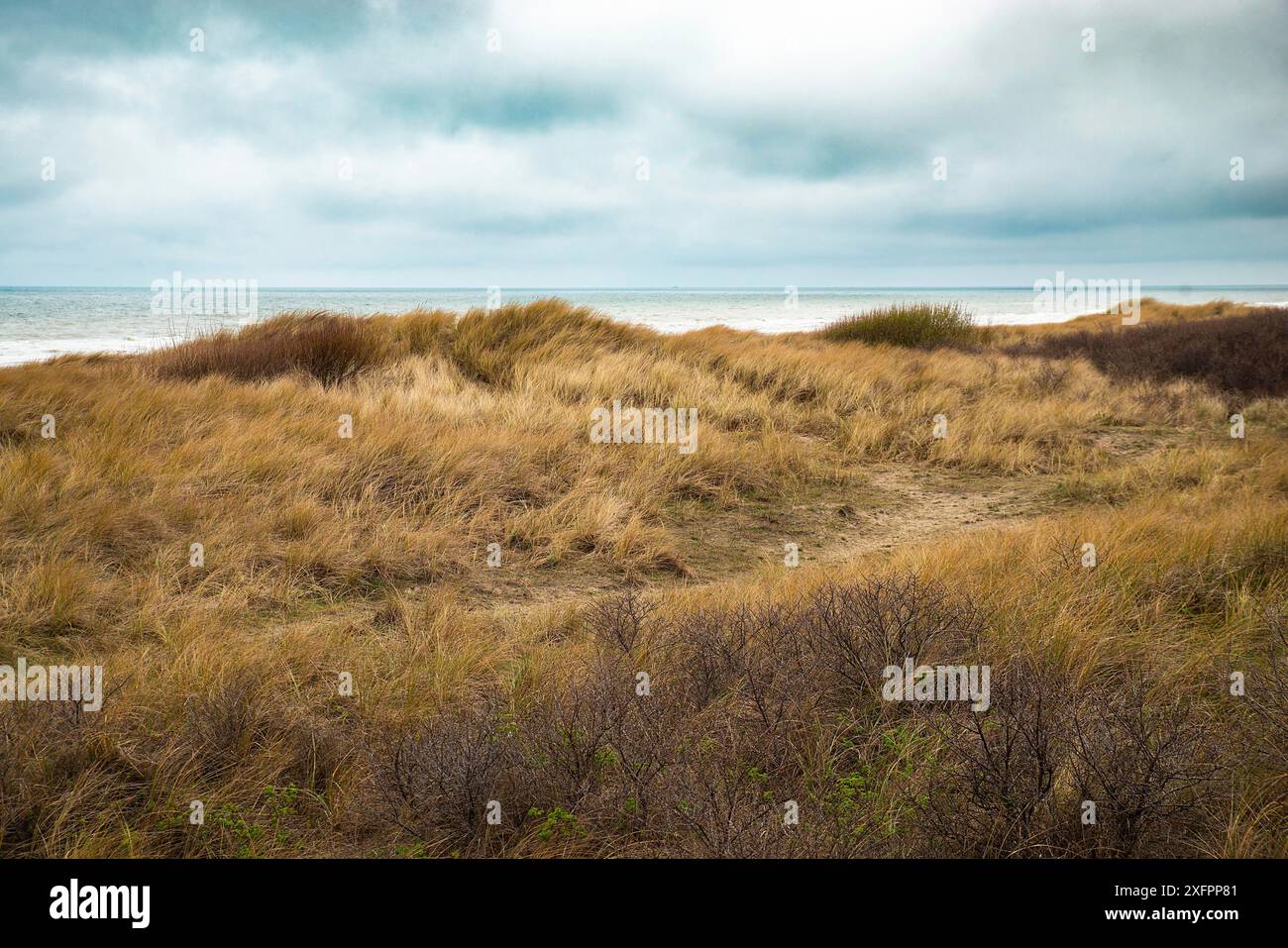 Beach landscape with reed and sand at the North Sea in the Netherlands ...