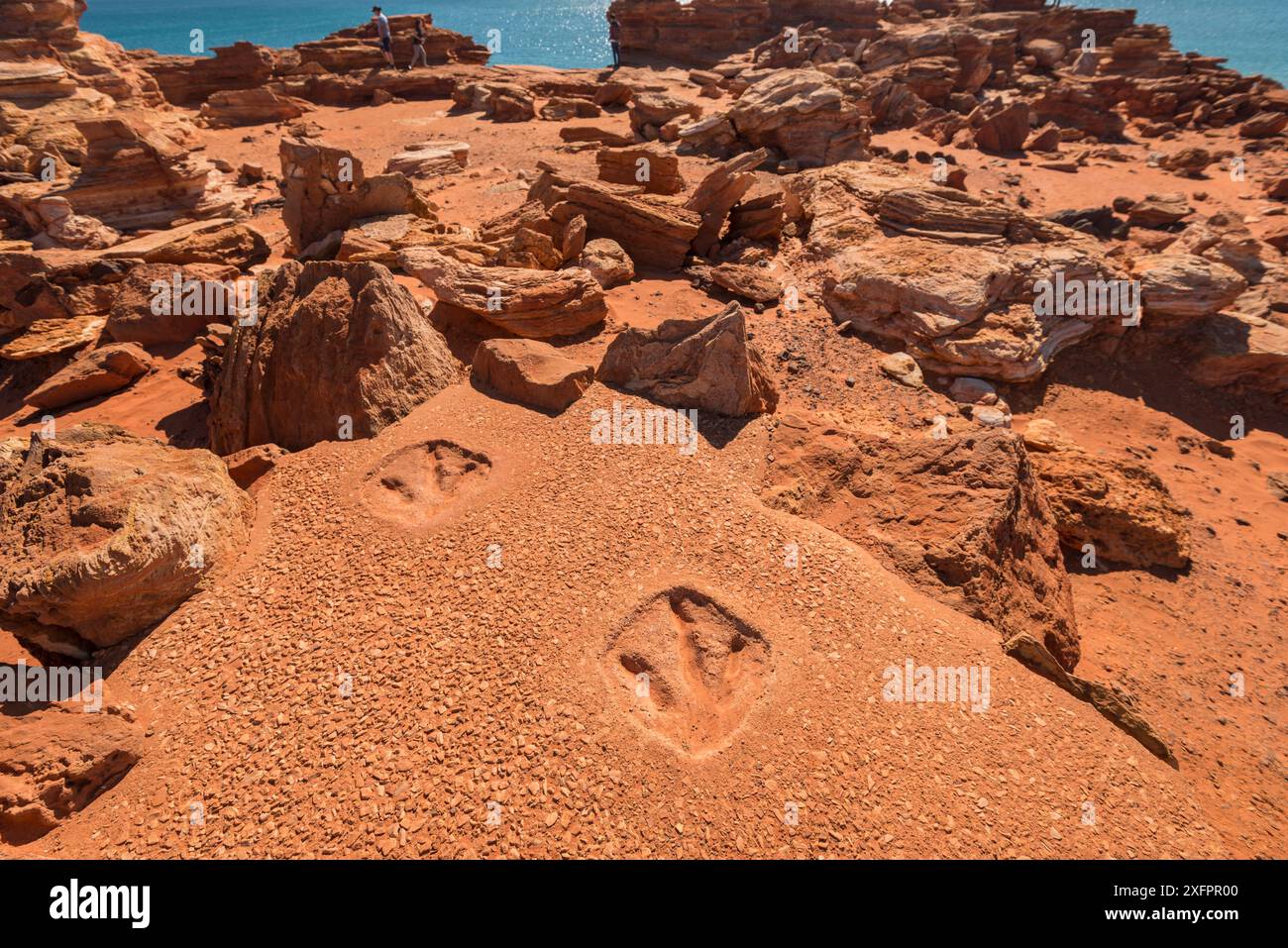 Replica of dinosaur footprints on Gantheaume Point. The real dinosaur footprints preserved in