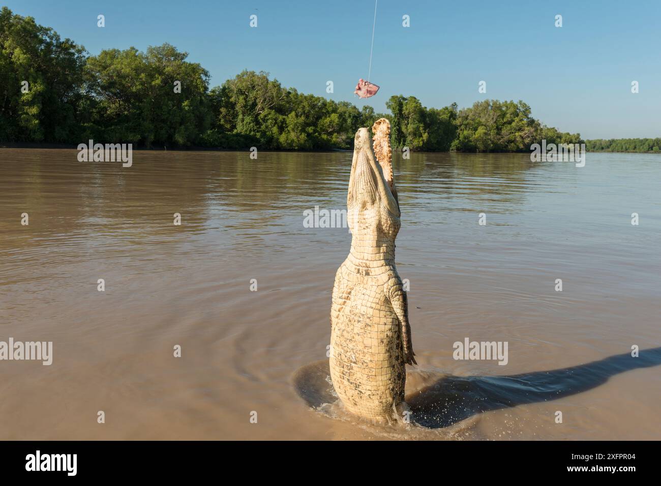 Saltwater crocodile (Crocodylus porosus) jumping up to grab a piece of ...