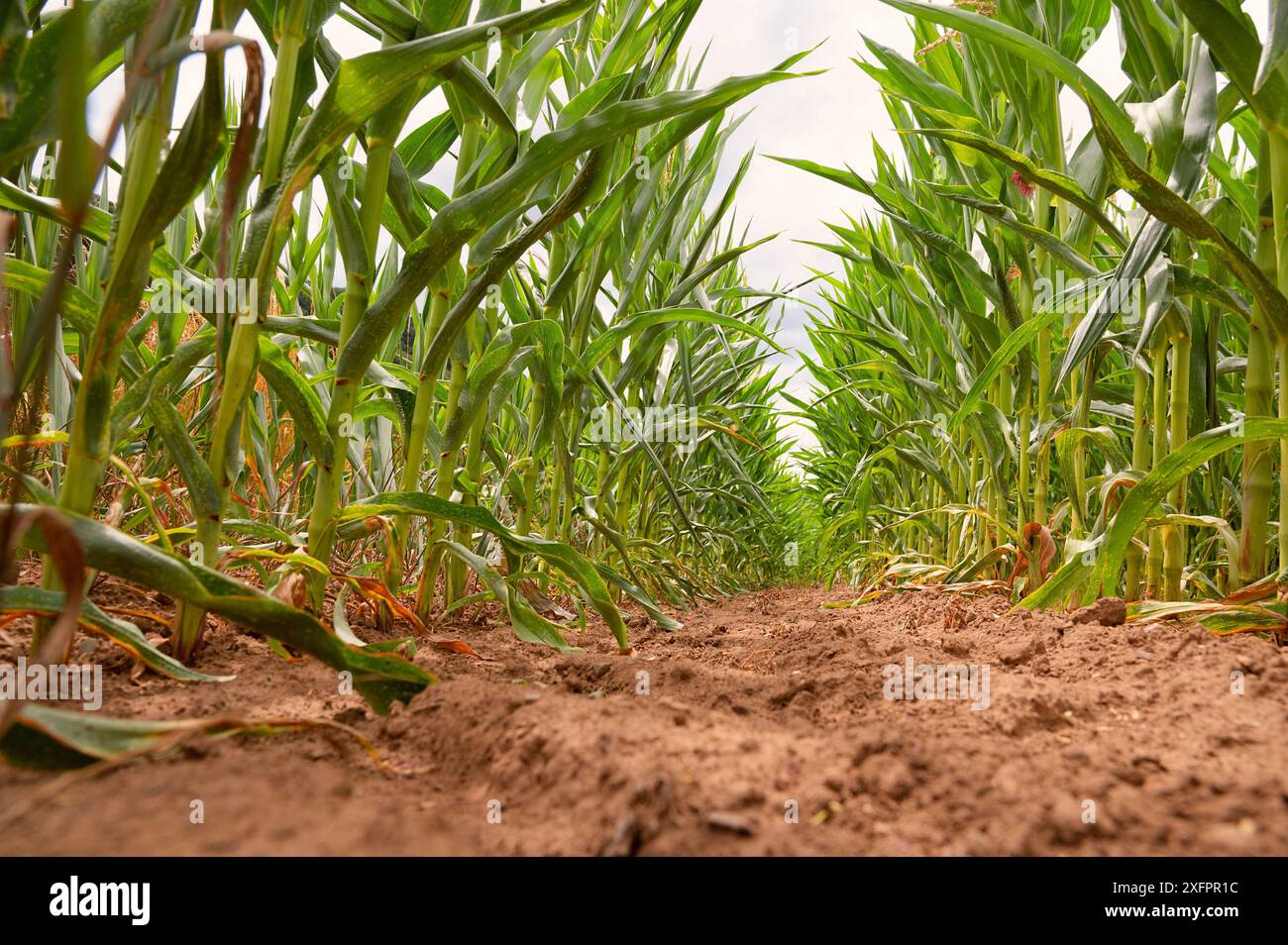 Corn field, cultivated corn cob growing, harvest in the summer, agriculture plants for food, farmland on the countryside Stock Photo