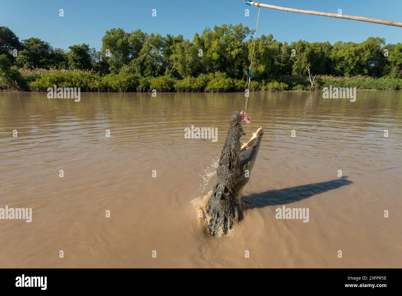 Saltwater crocodile (Crocodylus porosus) jumping up to grab a piece of ... Biology Diagrams