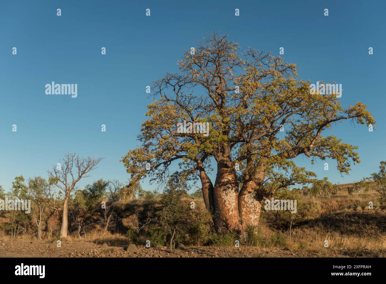 Kimberley ranges hi-res stock photography and images - Alamy