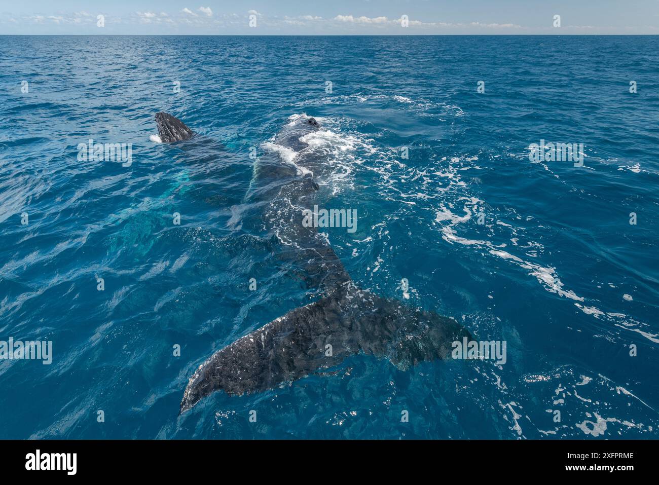 Humpback whales hervey bay hi-res stock photography and images - Alamy