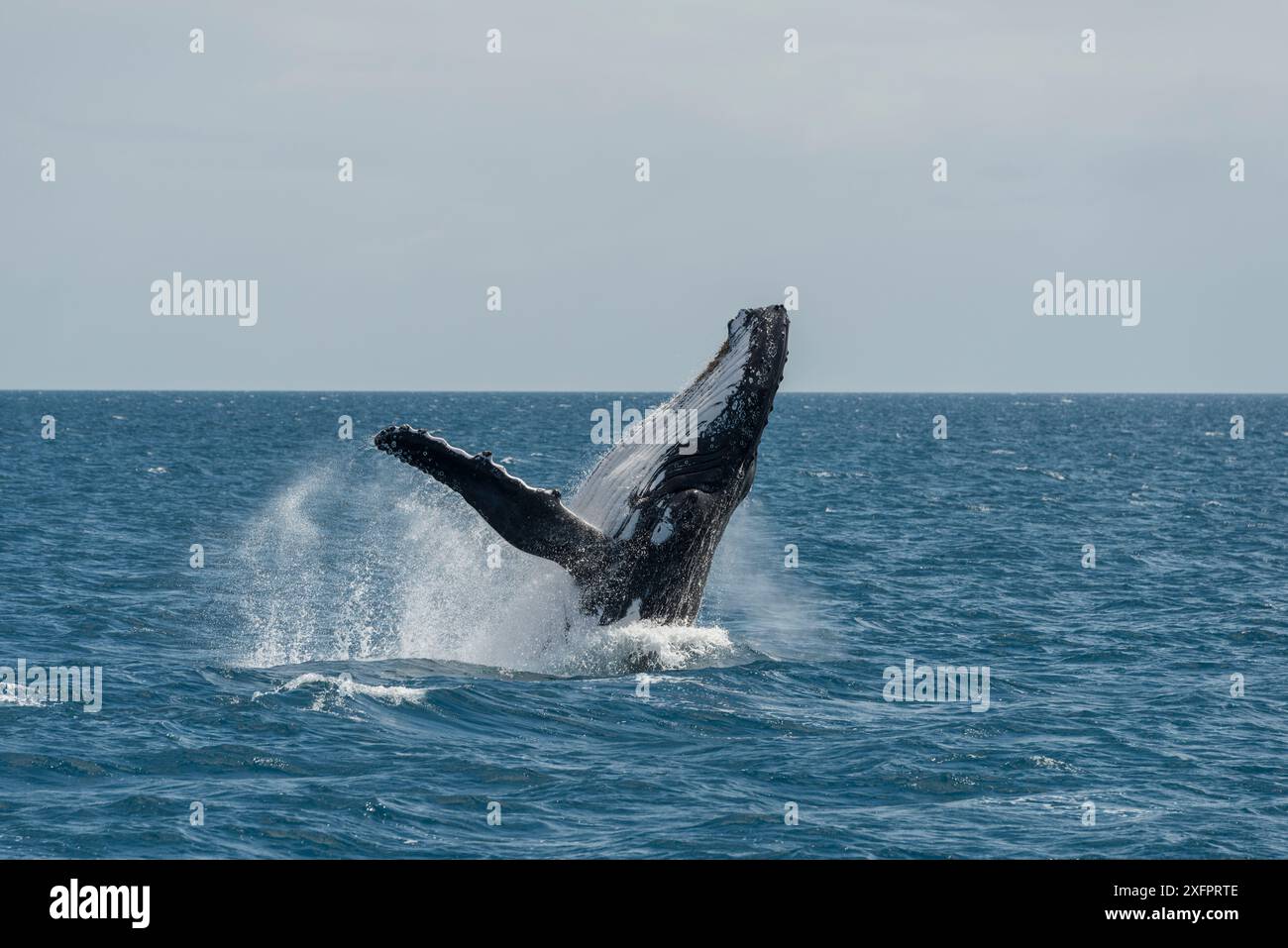 Humpback whale breaching sequence hi-res stock photography and images ...