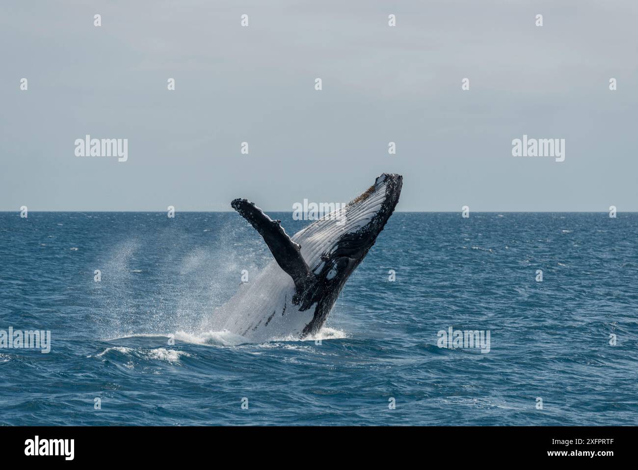 Humpback whale breaching sequence hi-res stock photography and images ...