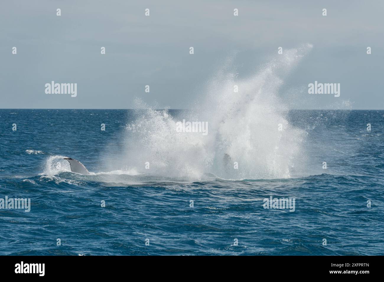 Humpback whale breaching sequence hi-res stock photography and images ...