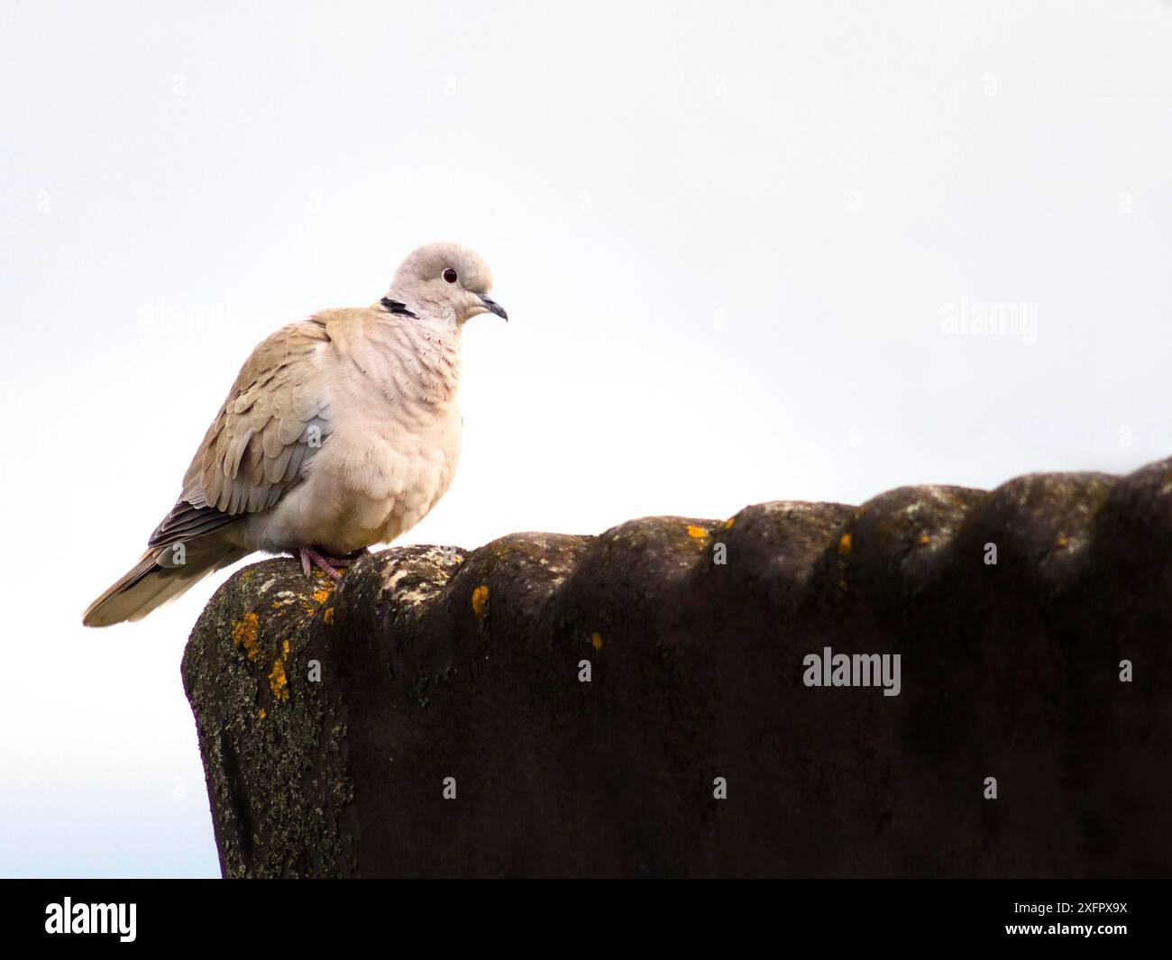 Pigeon on a roof Stock Photo