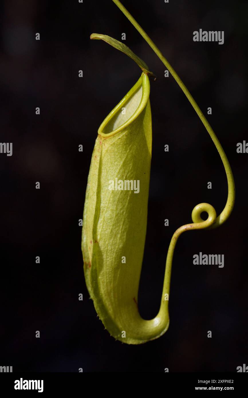 Old Raja Pitcher Old world pitcherplant hi-res stock photography and images - Alamy