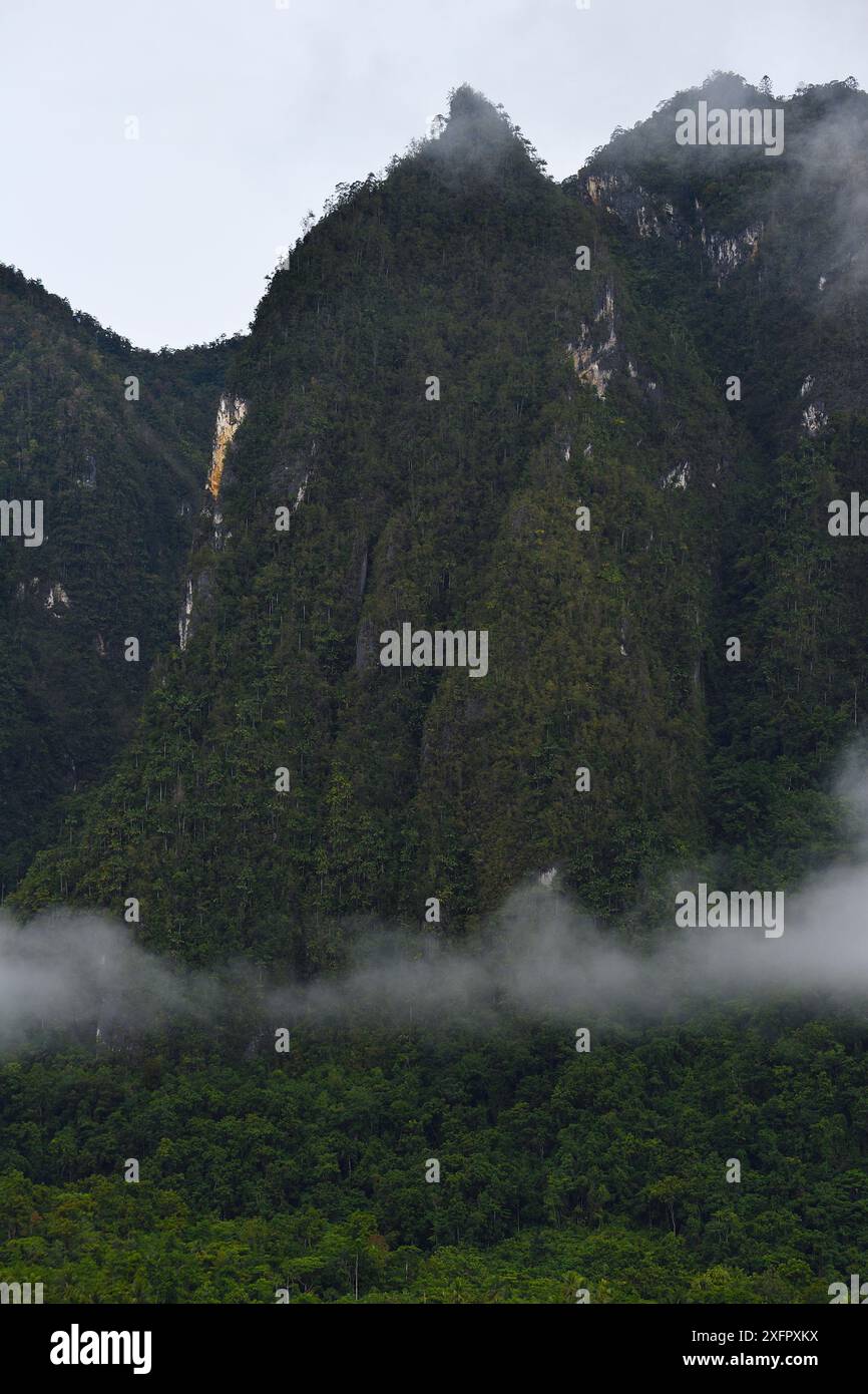 Morning mist in the rainforests around Lobo village, Triton Bay, mainland New Guinea, Western Papua, Indonesian New Guinea Stock Photo