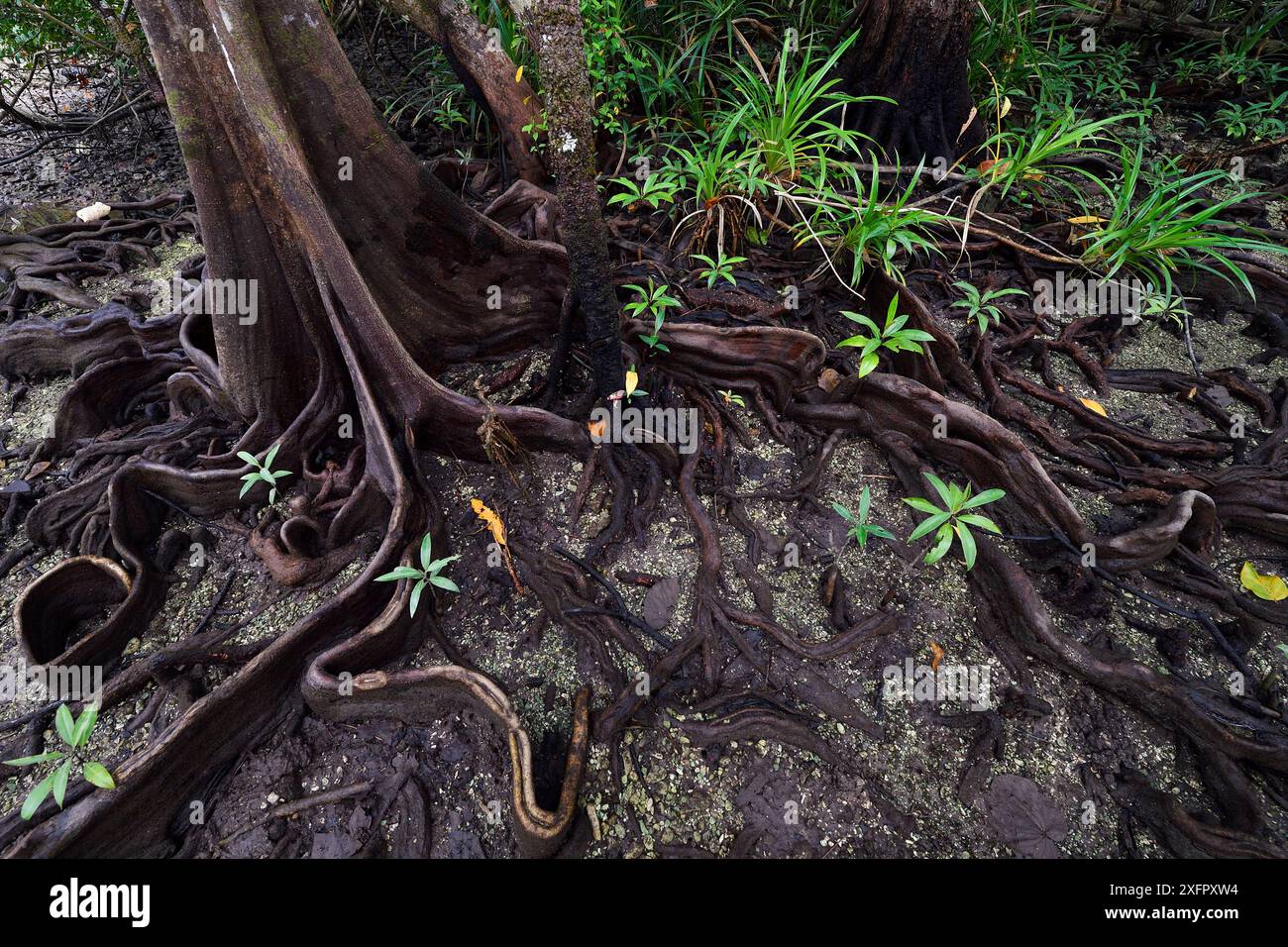 Buttress Roots Mangroves