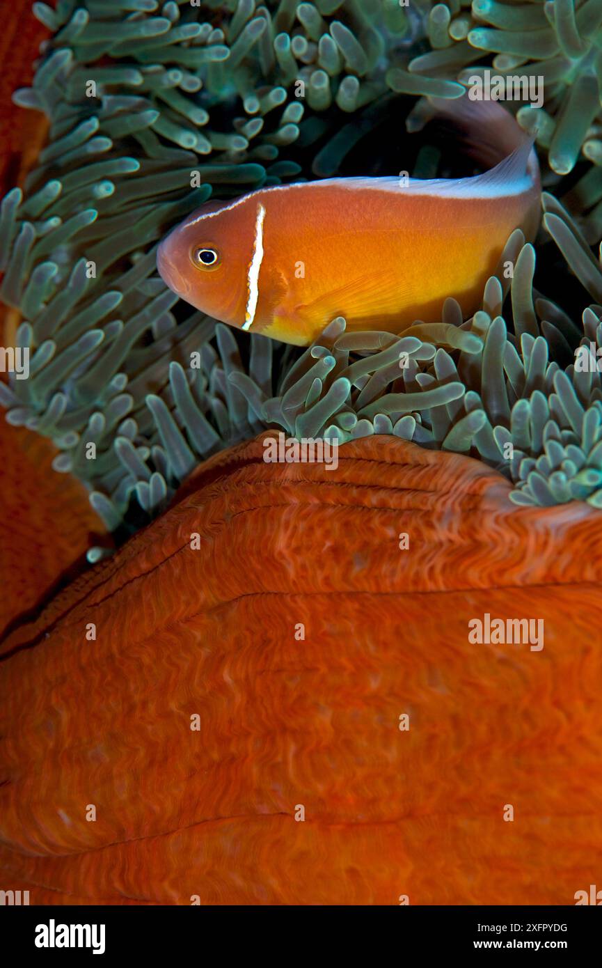 Pink anemonefish (Amphiprion perideraion), Bismarck Sea, Vitu Islands, West New Britain, Papua New Guinea Stock Photo