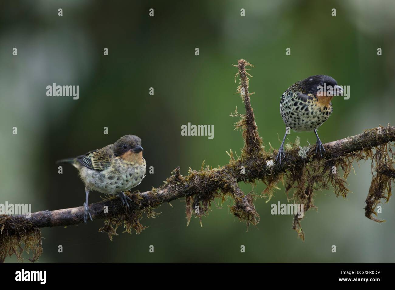 Rufous-throated tanager (Tangara rufigula) Mashpi Cloud Forest Reserve, Ecuador. December. Stock Photo