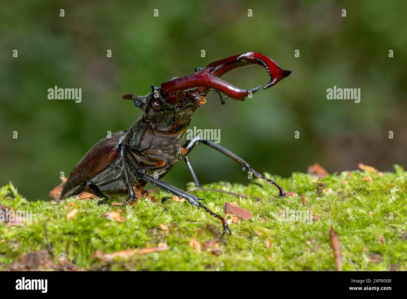 Stag beetle (Lucanus cervus), horned beetle, fire beetle, male with ...