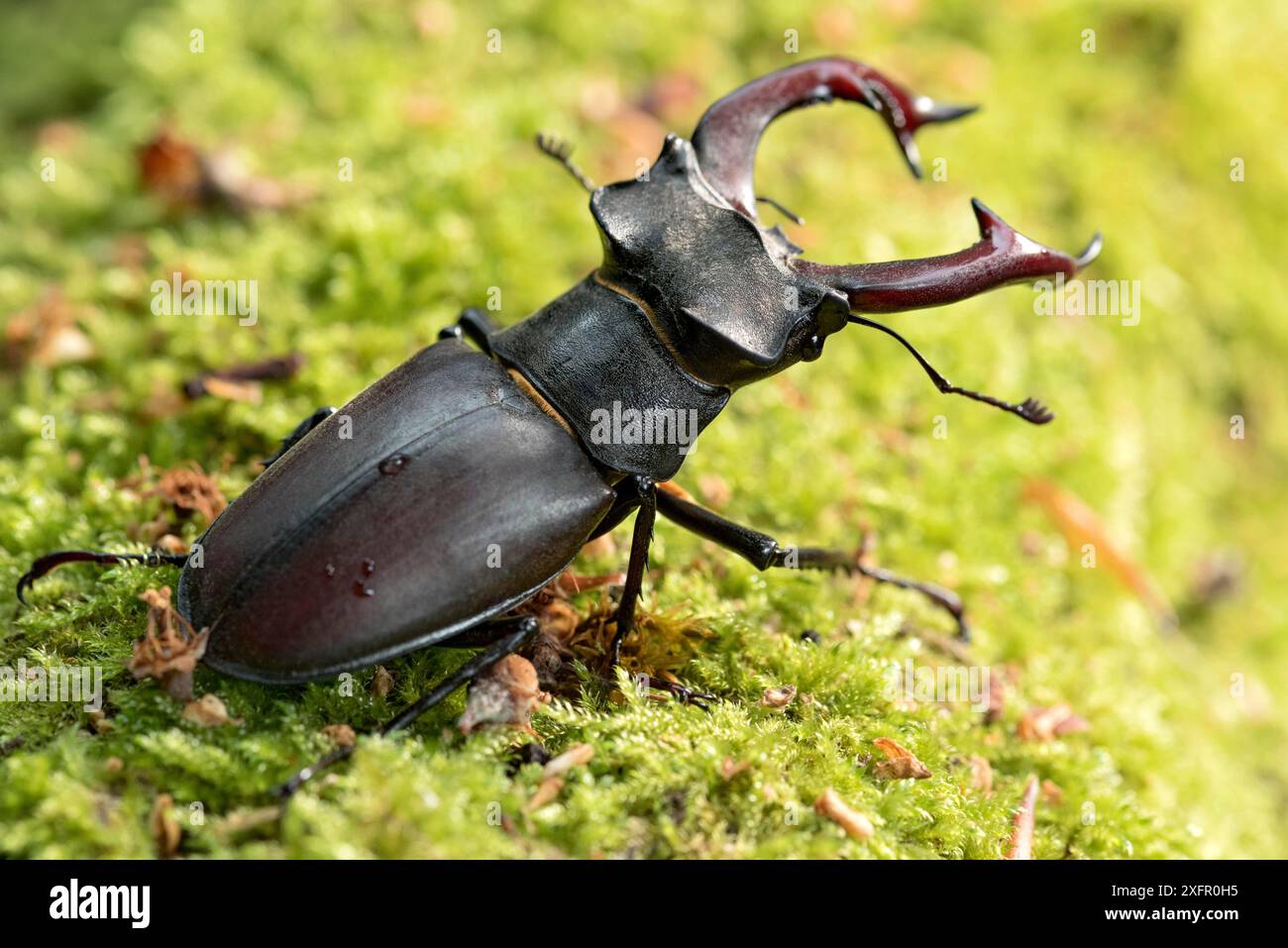 stag-beetle-lucanus-cervus-horned-beetle-fire-beetle-male-with