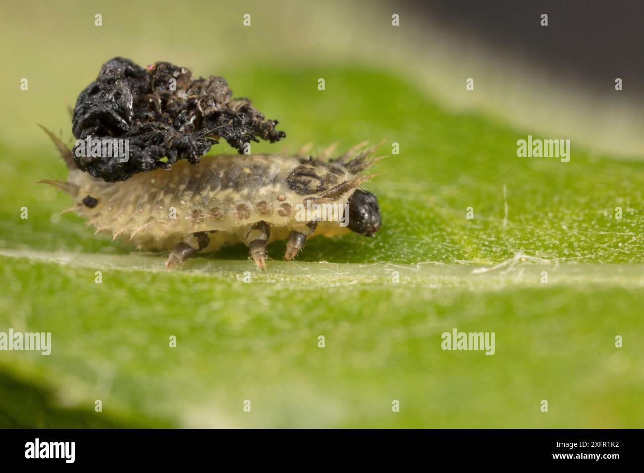 Cassida rubiginosa hi-res stock photography and images - Alamy