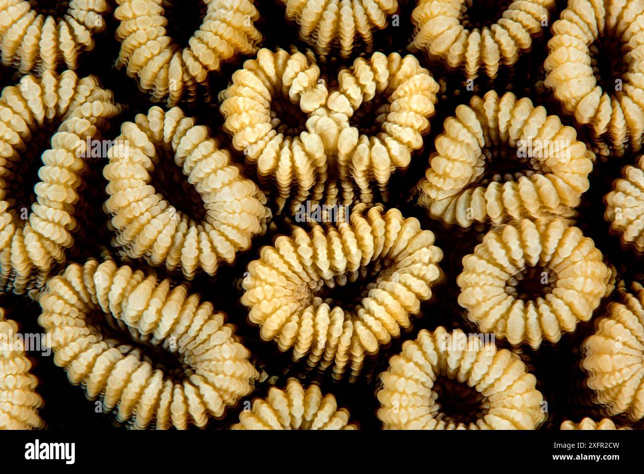 Honeycomb coral (Favia favus). Marsa Shouna, Marsa Alam, Egypt. Red Sea Stock Photo