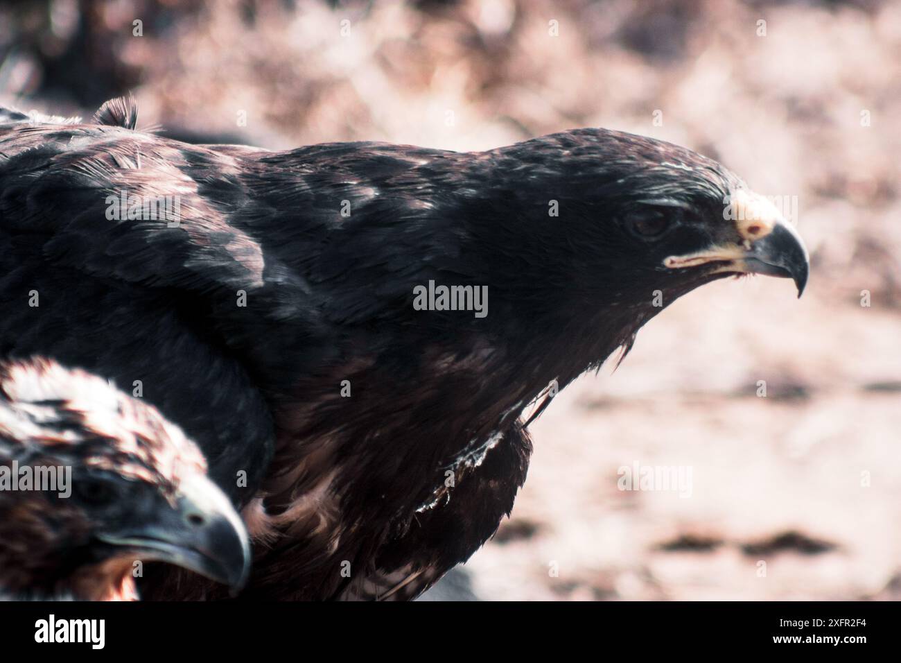 Hawks gaze hi-res stock photography and images - Alamy