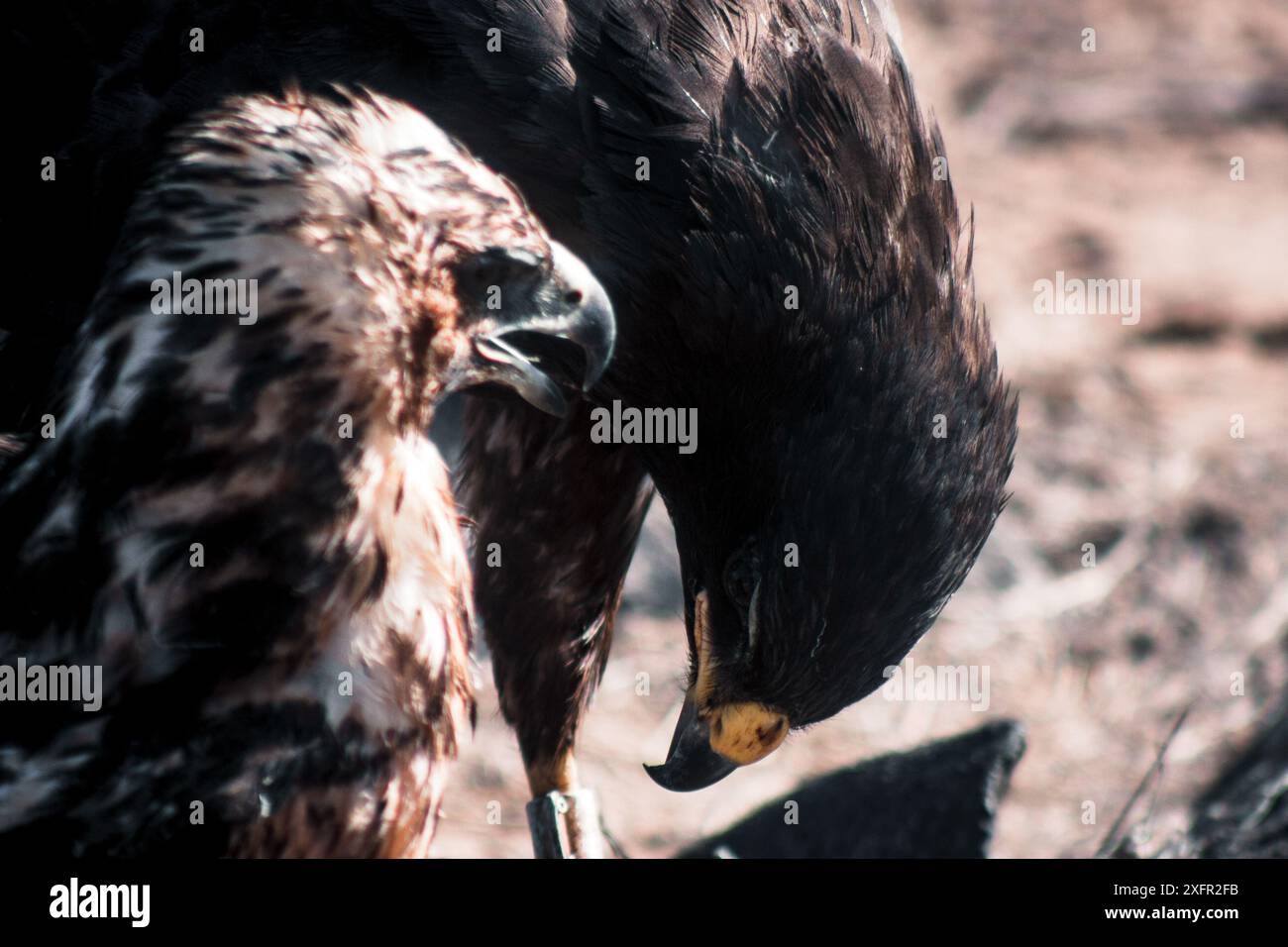 Hawk Expression Hawks connection hi-res stock photography and images - Alamy