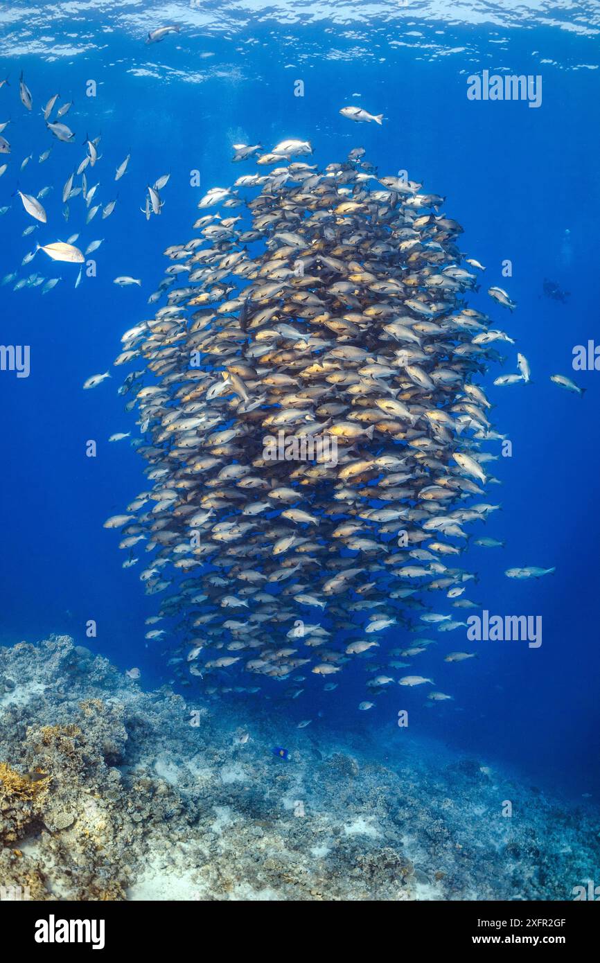 School of Bohar snapper (Lutjanus bohar) in open water above a coral reef. These fish are usually solitary and aggregate each summer in the Red Sea to spawn. Shark Reef, Ras Mohammed, Sinai, Egypt. Red Sea. Stock Photo