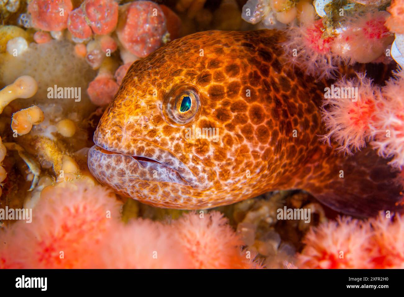 Colourful juvenile Wolf eel ( Anarrhuchthys ocellatus) hides amongst soft corals. Browning Pass, Port Hardy, Vancouver Island, British Columbia, Canada. Queen Charlotte Strait, North East Pacific Ocean Stock Photo