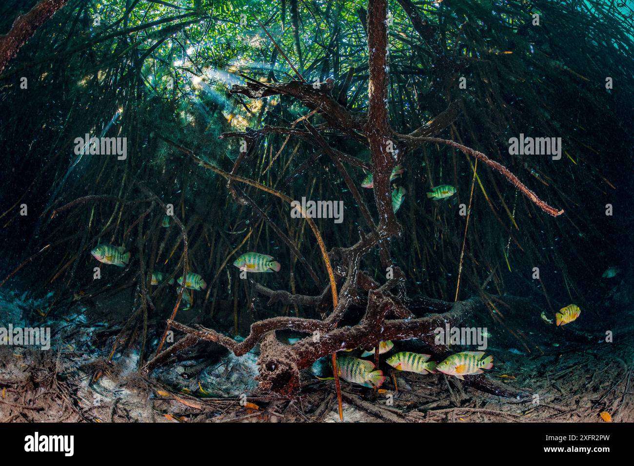 Mayan cichlids (Cichlasoma urophthalmus) shelter amongst Mangrove roots (Rhizophora mangle) in a coastal cenote that mixes fresh and salt water. Casa Cenote, Tulum, Yucatan, Mexico. Stock Photo