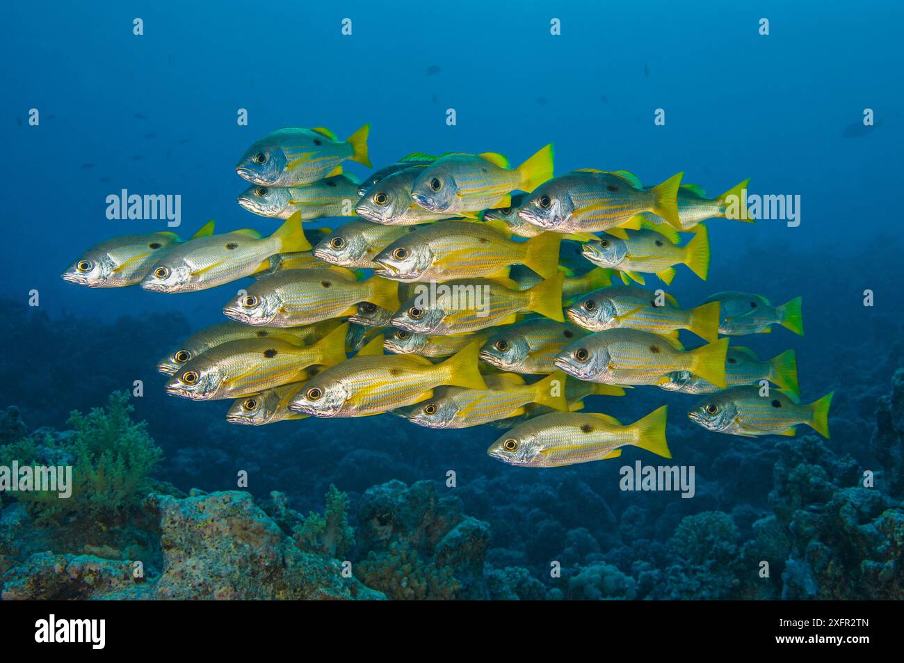 Blackspot snapper (Lutjanus ehrenbergii). Beacon Rock, Sinai, Egypt. Red Sea. Stock Photo