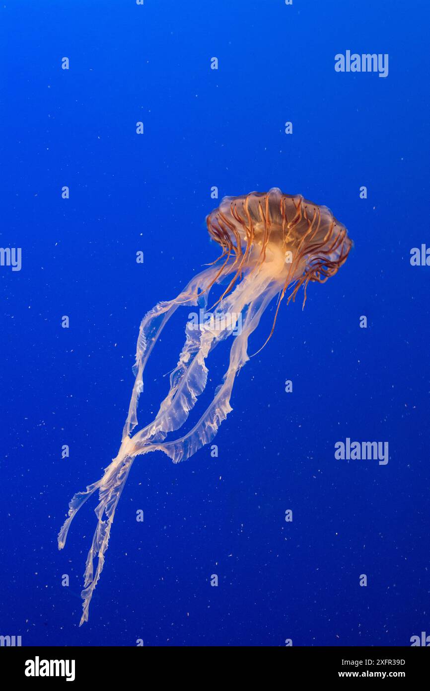 Pacific Sea nettle jellyfish (Chrysaora fuscescens), captive, Vancouver, Canada. Stock Photo