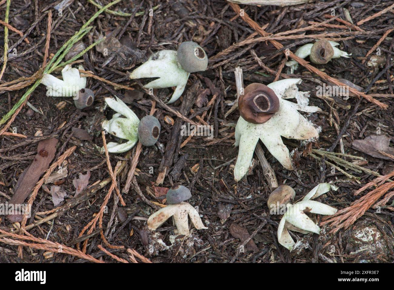 Earthstar (Geastrum britannicum) in an old graveyard, Surrey, UK ...
