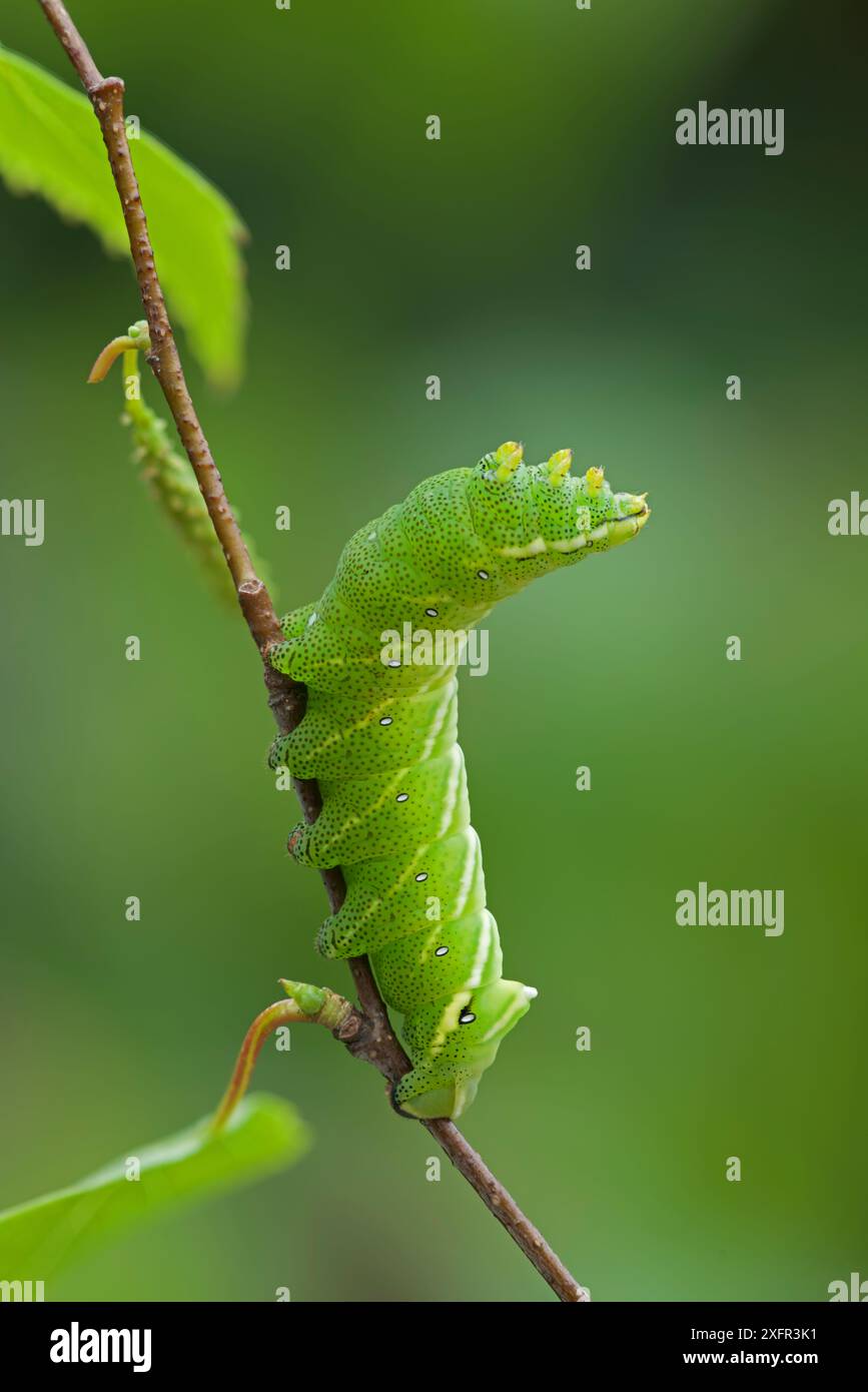 Kentish glory moth (Endromis versicolora) caterpillar, Rannoch ...