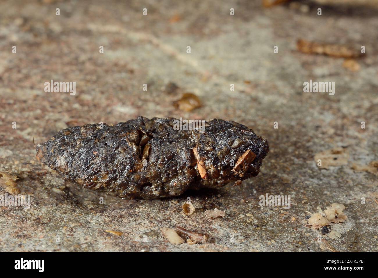 Hedgehog (Erinaceus europaeus) faeces on a garden path with undigested ...