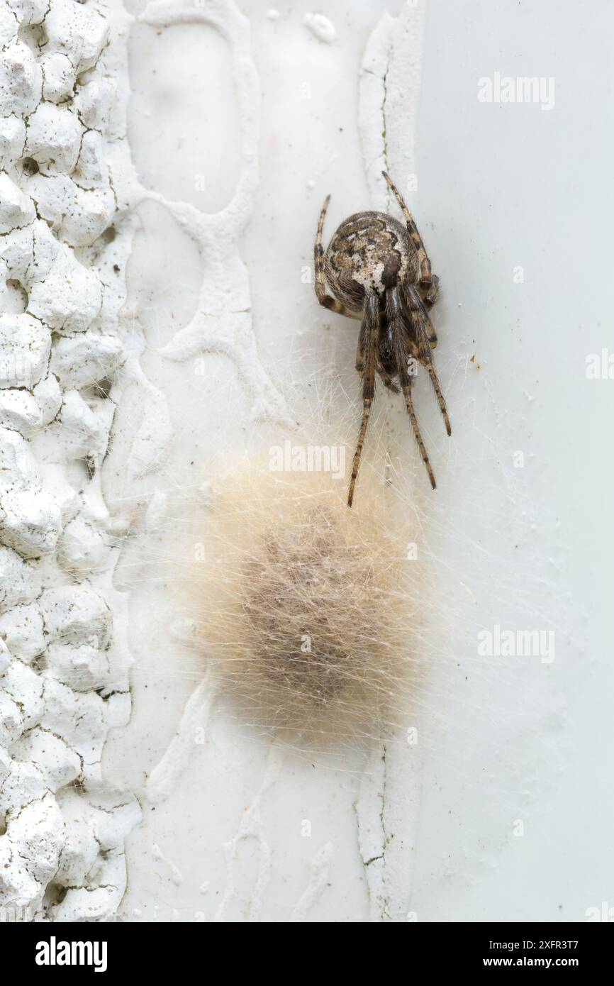 Missing-sector orweb spider (Zygiella x-notata) female guarding her egg-sac, Catbrook, Monmouthshire, Wales, UK Stock Photo