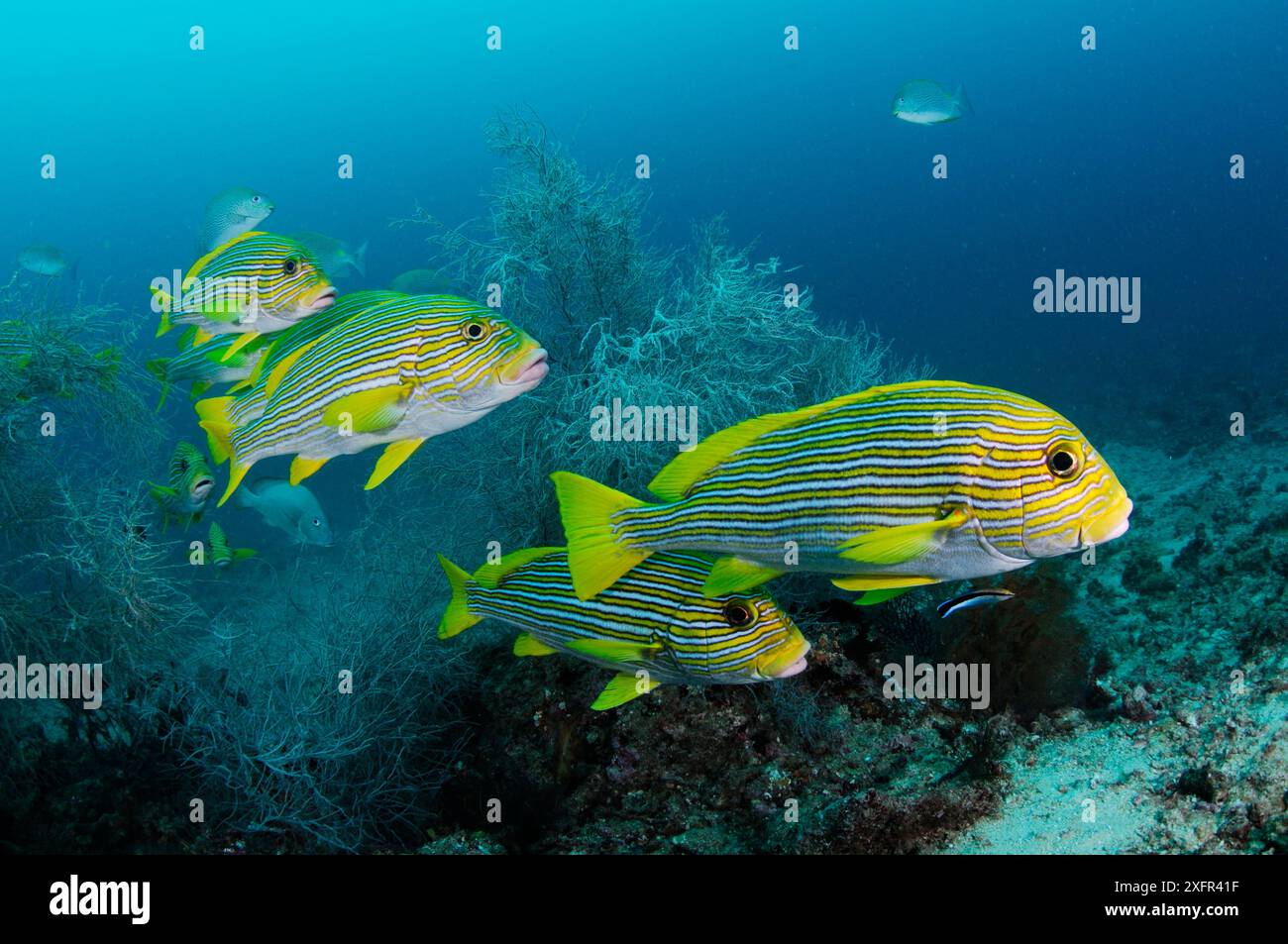 Ribbon sweetlips (Plectorhinchus polytaenia) swimming over Black coral (Antipathes sp.), Triton Bay, near Kaimana, West Papua, Indonesia Stock Photo