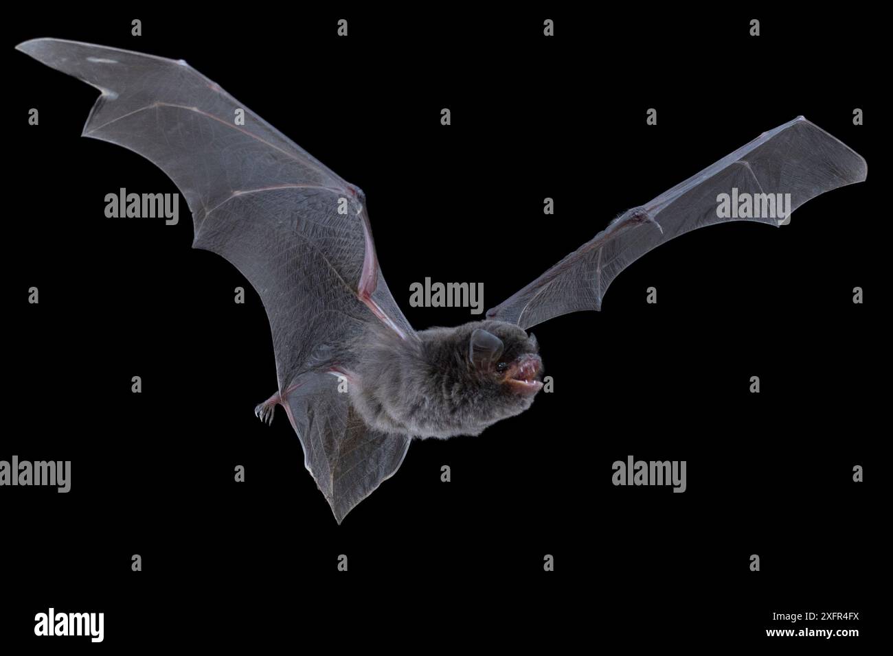 Plain miniopterus hi-res stock photography and images - Alamy