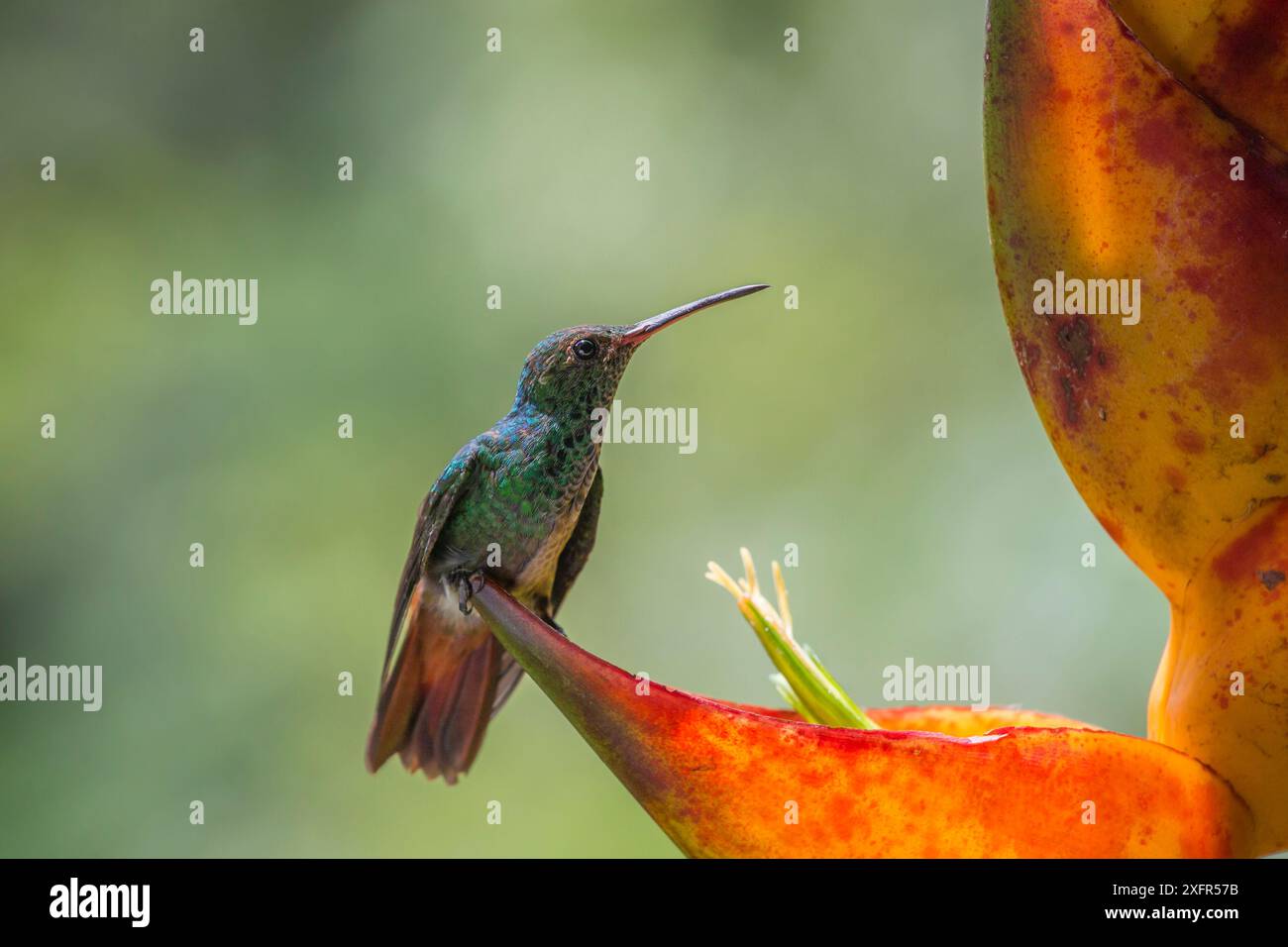 Territorial Rufous-tailed hummingbird (Amazilia tzacatl) guarding ...