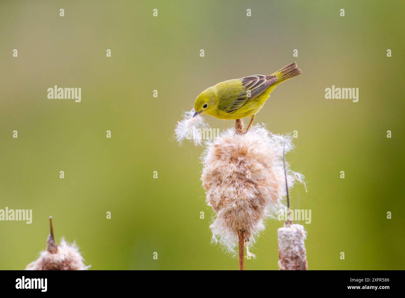 Yellow warbler (Dendroica petechia) collecting nesting material from ...