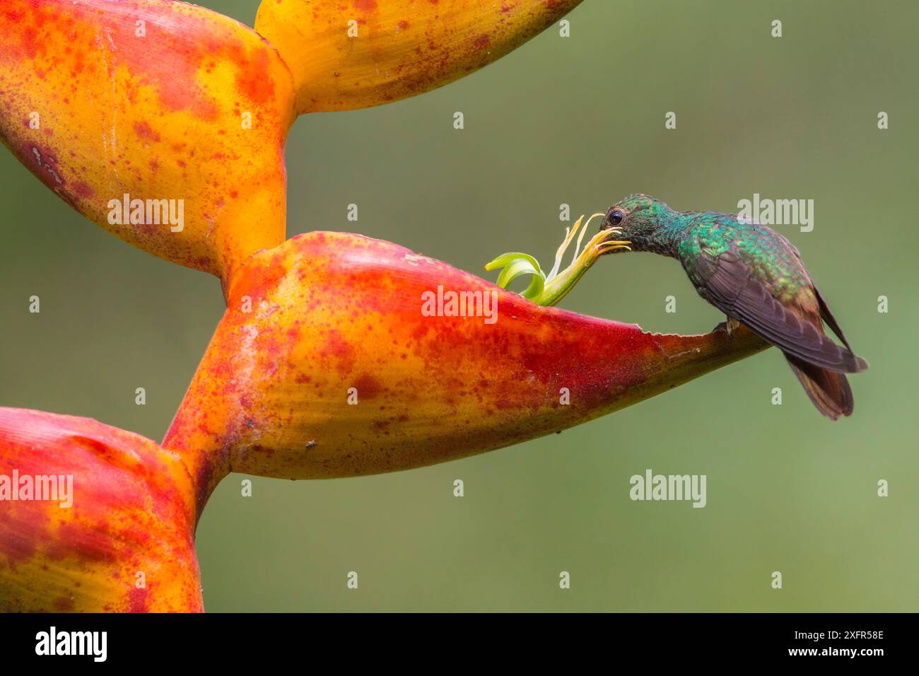 Rufous-tailed hummingbird (Amazilia tzacatl) feeding from Heliconia ...