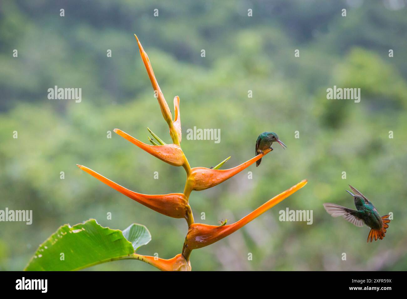 Rufous-tailed hummingbird (Amazilia tzacatl) territorial fighting ...