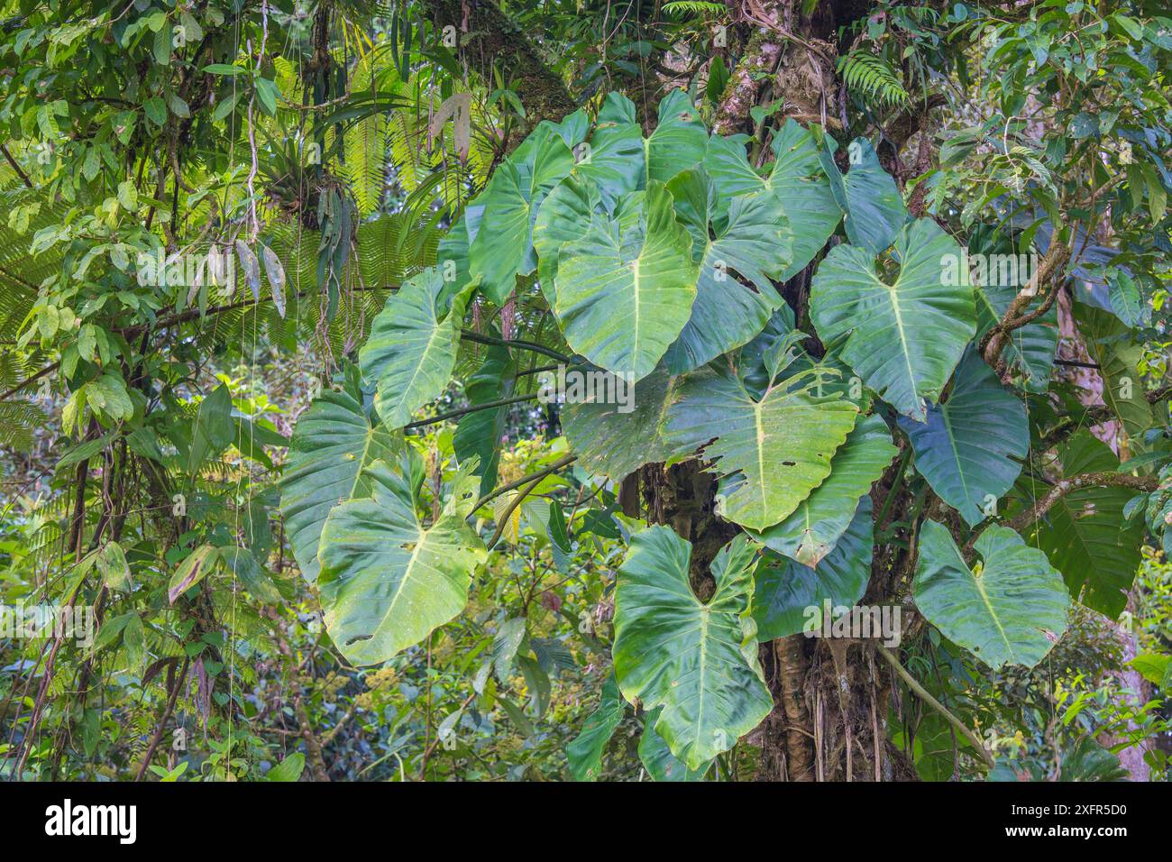 Monstera sp hi-res stock photography and images - Alamy